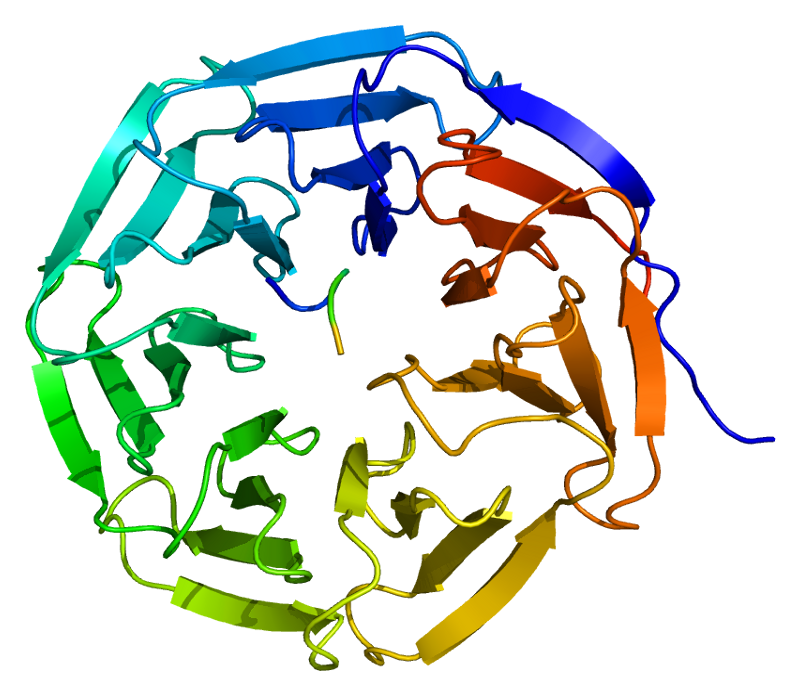 WDR5 Protein